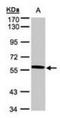 X-Prolyl Aminopeptidase 3 antibody, orb181675, Biorbyt, Western Blot image 