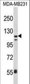 CD11C antibody, LS-C165321, Lifespan Biosciences, Western Blot image 