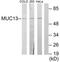 Mucin-13 antibody, TA315621, Origene, Western Blot image 