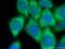 Eukaryotic Translation Elongation Factor 1 Alpha 1 antibody, 11402-1-AP, Proteintech Group, Immunofluorescence image 
