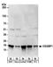 CGG Triplet Repeat Binding Protein 1 antibody, A304-036A, Bethyl Labs, Western Blot image 