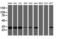 Proteasome Subunit Beta 7 antibody, LS-C337653, Lifespan Biosciences, Western Blot image 