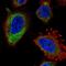 ELOVL Fatty Acid Elongase 5 antibody, HPA054197, Atlas Antibodies, Immunocytochemistry image 