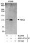 Protein SMG8 antibody, A301-471A, Bethyl Labs, Immunoprecipitation image 