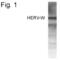 endogenous Retrovirus antibody, PA1-4109, Invitrogen Antibodies, Western Blot image 
