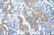 Prostaglandin-Endoperoxide Synthase 1 antibody, 29-650, ProSci, Immunohistochemistry frozen image 