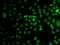 Transcriptional Repressor GATA Binding 1 antibody, 23-148, ProSci, Immunofluorescence image 