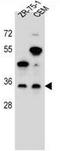 Neuronal membrane glycoprotein M6-b antibody, AP51914PU-N, Origene, Western Blot image 
