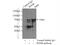 Far Upstream Element Binding Protein 1 antibody, 24864-1-AP, Proteintech Group, Immunoprecipitation image 