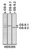 Protein OS-9 antibody, NB100-519, Novus Biologicals, Immunoprecipitation image 