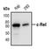 REL Proto-Oncogene, NF-KB Subunit antibody, PA5-17452, Invitrogen Antibodies, Western Blot image 