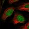 U7 snRNA-associated Sm-like protein LSm11 antibody, NBP1-81938, Novus Biologicals, Immunofluorescence image 
