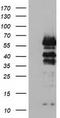 Vasodilator Stimulated Phosphoprotein antibody, TA502492, Origene, Western Blot image 