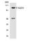 FAST Kinase Domains 1 antibody, LS-C291941, Lifespan Biosciences, Western Blot image 
