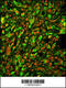 Protein tyrosine phosphatase type IVA 2 antibody, 62-493, ProSci, Immunofluorescence image 