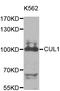 Cullin 1 antibody, TA327291, Origene, Western Blot image 