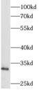 Aly/REF Export Factor antibody, FNab00354, FineTest, Western Blot image 