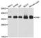 Dickkopf WNT Signaling Pathway Inhibitor 1 antibody, A0567, ABclonal Technology, Western Blot image 