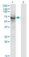Cell Division Cycle 14A antibody, H00008556-M01, Novus Biologicals, Western Blot image 