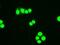 Hematopoietically-expressed homeobox protein HHEX antibody, NBP1-47792, Novus Biologicals, Immunofluorescence image 