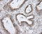 hsBG antibody, LS-C115209, Lifespan Biosciences, Immunohistochemistry frozen image 