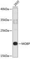 Myelin-associated oligodendrocyte basic protein antibody, 19-230, ProSci, Western Blot image 