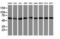 Akt antibody, LS-C173708, Lifespan Biosciences, Western Blot image 