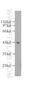 CD40 Molecule antibody, 12971-1-AP, Proteintech Group, Western Blot image 