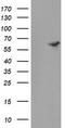 Formimidoyltransferase-cyclodeaminase antibody, CF504945, Origene, Western Blot image 