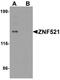 Zinc Finger Protein 521 antibody, A06292-1, Boster Biological Technology, Western Blot image 