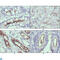 Protein Wnt-10b antibody, LS-C812799, Lifespan Biosciences, Immunohistochemistry paraffin image 