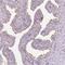 Lebercilin LCA5 antibody, PA5-56050, Invitrogen Antibodies, Immunohistochemistry frozen image 