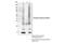 Ubiquitin-40S ribosomal protein S27a antibody, 62802S, Cell Signaling Technology, Immunoprecipitation image 