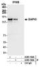 DRF3 antibody, A305-165A, Bethyl Labs, Immunoprecipitation image 