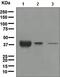 APOL1 antibody, ab108315, Abcam, Western Blot image 