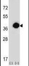 2-Hydroxyacyl-CoA Lyase 1 antibody, PA5-26017, Invitrogen Antibodies, Western Blot image 