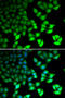 Lysine-specific demethylase 4B antibody, 19-883, ProSci, Immunofluorescence image 