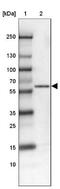 WAS/WASL-interacting protein family member 1 antibody, NBP1-86859, Novus Biologicals, Western Blot image 