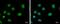 Elongator Acetyltransferase Complex Subunit 3 antibody, MA5-27840, Invitrogen Antibodies, Immunofluorescence image 