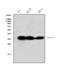 TNF Alpha Induced Protein 1 antibody, PA1305, Boster Biological Technology, Western Blot image 