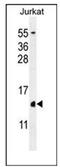H2A Histone Family Member Z antibody, AP51991PU-N, Origene, Western Blot image 