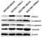 Paired mesoderm homeobox protein 1 antibody, M04774, Boster Biological Technology, Western Blot image 