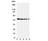 Flotillin 1 antibody, R31142, NSJ Bioreagents, Western Blot image 