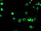 Forkhead Box I1 antibody, M07512, Boster Biological Technology, Immunofluorescence image 
