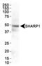 Basic Helix-Loop-Helix Family Member E41 antibody, TA336739, Origene, Western Blot image 