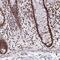Heparin Binding Growth Factor antibody, NBP2-38701, Novus Biologicals, Immunohistochemistry frozen image 