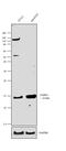 Fatty Acid Binding Protein 4 antibody, 701158, Invitrogen Antibodies, Western Blot image 