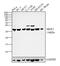 Serine And Arginine Rich Splicing Factor 1 antibody, PA5-30220, Invitrogen Antibodies, Western Blot image 