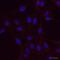 RAB11B, Member RAS Oncogene Family antibody, ab3612, Abcam, Immunofluorescence image 