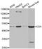 Ectodysplasin-A antibody, MBS127421, MyBioSource, Western Blot image 